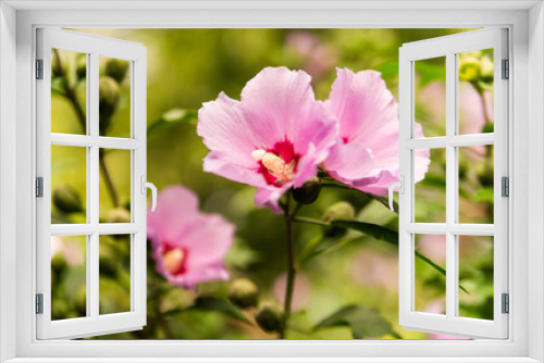 Fototapeta Naklejka Na Ścianę Okno 3D - Pink flower hibiscus on a green background