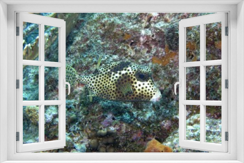 Fototapeta Naklejka Na Ścianę Okno 3D - Spotted Trunkfish grazing on the reef