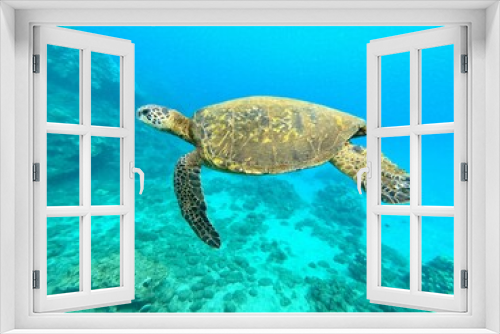 Fototapeta Naklejka Na Ścianę Okno 3D - sea turtle swimming