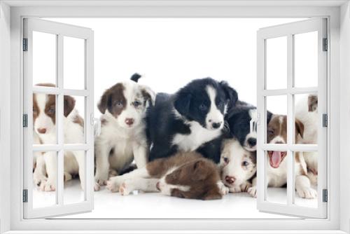 Fototapeta Naklejka Na Ścianę Okno 3D - puppies border collies