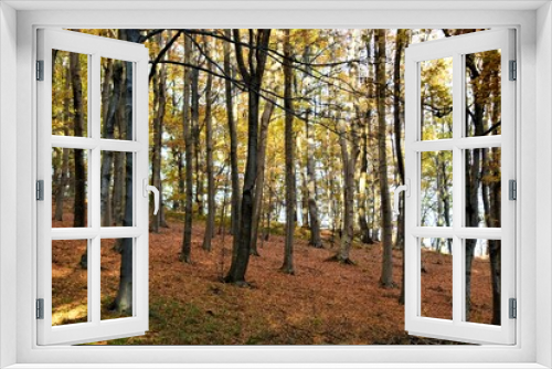 Fototapeta Naklejka Na Ścianę Okno 3D - autumn in the forest
