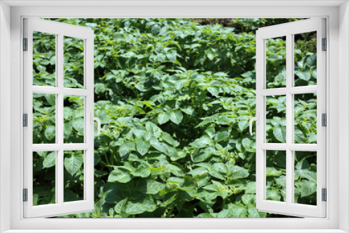 Fototapeta Naklejka Na Ścianę Okno 3D - Potato plants