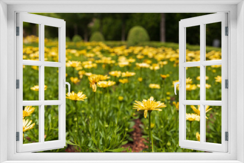 Fototapeta Naklejka Na Ścianę Okno 3D - Field of yellow flowers