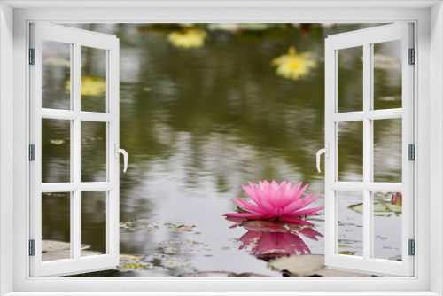 Fototapeta Naklejka Na Ścianę Okno 3D - pink water lily