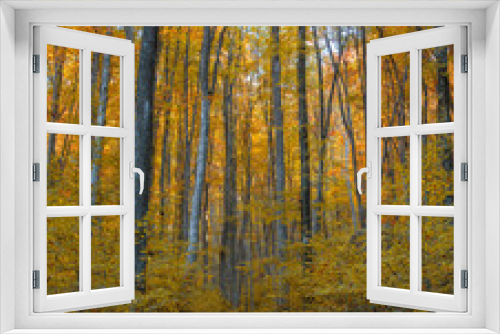 Fototapeta Naklejka Na Ścianę Okno 3D - Beautiful autumn in a forest