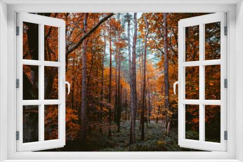 Fototapeta Naklejka Na Ścianę Okno 3D - Hamburger Berge im Herbst 1