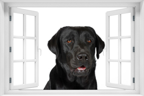 Fototapeta Naklejka Na Ścianę Okno 3D - black labrador retriever dog