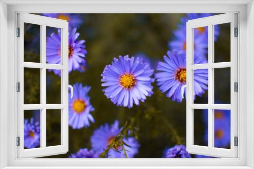 Fototapeta Naklejka Na Ścianę Okno 3D - niebieskie kwiaty ogrodowe / blue garden flowers