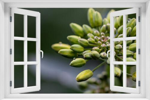 Fototapeta Naklejka Na Ścianę Okno 3D - Rainwater droplets on rapeseed flower buds - stock photo