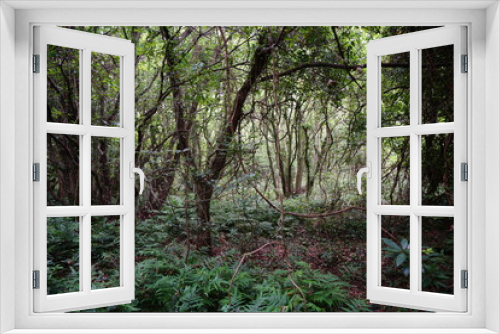 Fototapeta Naklejka Na Ścianę Okno 3D - a primeval forest with vines, moss and old trees