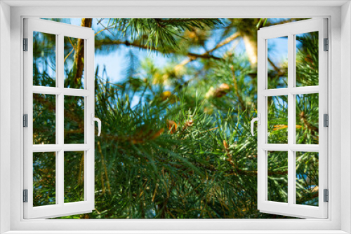 Fototapeta Naklejka Na Ścianę Okno 3D - Fluffy pine branches. Pine branch on sky background with selective focus
