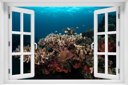 Fototapeta Naklejka Na Ścianę Okno 3D - Coral reefs at the Liberty ship wreck. Underwater world of Tulamben, Bali, Indonesia. 