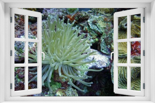 Fototapeta Naklejka Na Ścianę Okno 3D - Underwater photo of a cleaner shrimp clinging to a sea anemone with tentacles  in a reef environment