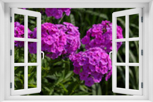 Fototapeta Naklejka Na Ścianę Okno 3D - The beautiful purple blossoms of Phlox paniculata. 