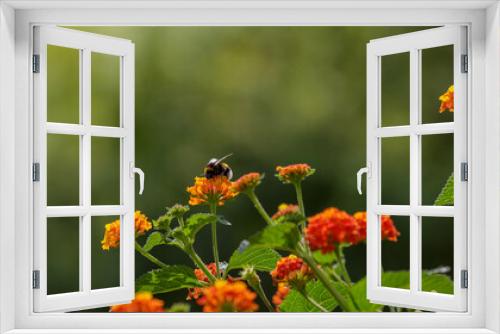 Fototapeta Naklejka Na Ścianę Okno 3D - Bumblebee on flower of lantana camara in summer garden. Summer of spring background or banner