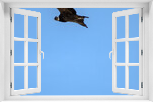 Fototapeta Naklejka Na Ścianę Okno 3D - Condor Andino over the Andes