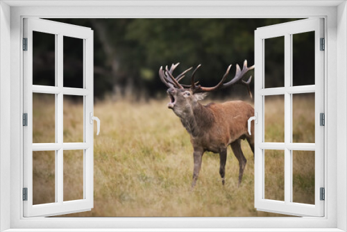 Fototapeta Naklejka Na Ścianę Okno 3D - Red deer stag roaring at meadow