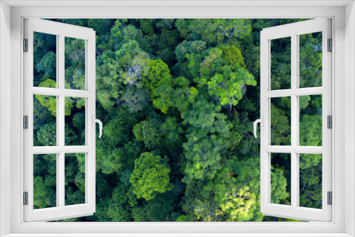 Fototapeta Naklejka Na Ścianę Okno 3D - Green tree canopy seen from above with some tree species losing their leaves while others are bright green