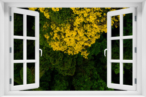 Fototapeta Naklejka Na Ścianę Okno 3D - Top view of tree canopy of which bright yellow flowers are contrasting the green tree crowns in the canopy: the amazon forest seen from above