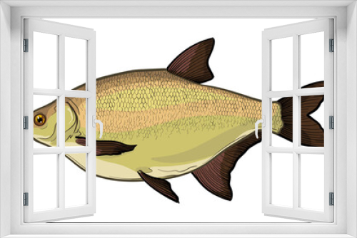 Fototapeta Naklejka Na Ścianę Okno 3D - Bream fish, isolated on a white background. Color vector illustration of a fish.