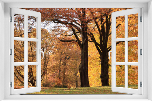 Fototapeta Naklejka Na Ścianę Okno 3D - Herbst im Branitzer Park