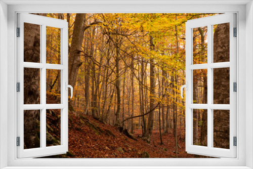 Fototapeta Naklejka Na Ścianę Okno 3D - Forest in an Autumn landscape with colorful trees