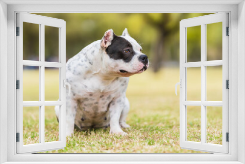 Fototapeta Naklejka Na Ścianę Okno 3D - American bully dog sitting distracted while looking aside outdoors