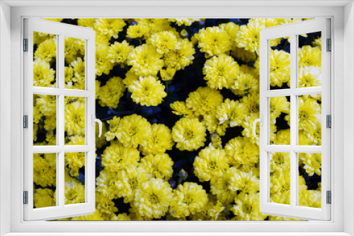 Fototapeta Naklejka Na Ścianę Okno 3D - bright yellow chrysanthemums. Flowers on a yellow background