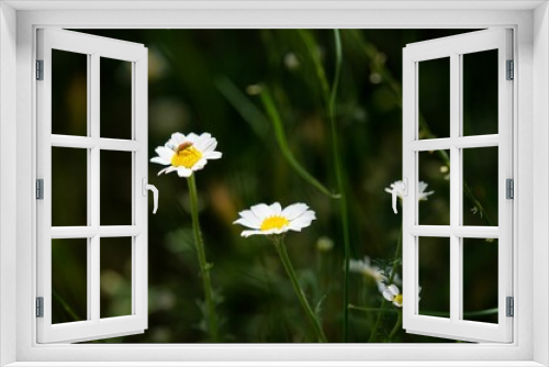 Fototapeta Naklejka Na Ścianę Okno 3D - weevil on one of the daisies