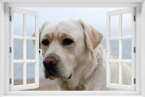 Fototapeta Naklejka Na Ścianę Okno 3D - a yellow labrador playing at the seashore