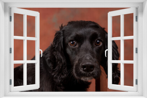 Fototapeta Naklejka Na Ścianę Okno 3D - English cocker spaniel on background