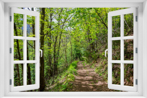 Fototapeta Naklejka Na Ścianę Okno 3D - Trail in the forest