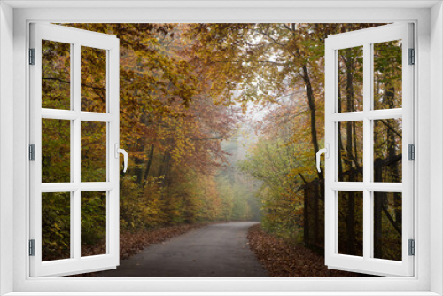 Fototapeta Naklejka Na Ścianę Okno 3D - View of beautiful trees in autumnal forest in border the road by foggy day