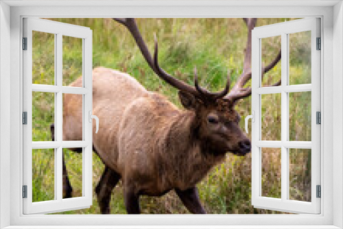 Fototapeta Naklejka Na Ścianę Okno 3D - Elk Stock Photo and Image.  male close-up profile view, running in the water with a blur forest background and displaying antlers and brown fur coat in its environment and habitat surrounding.
