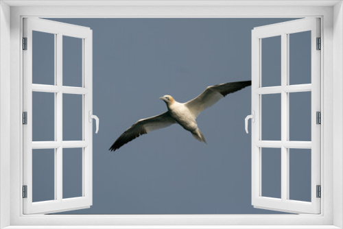 Fototapeta Naklejka Na Ścianę Okno 3D - The northern gannet (Morus bassanus)