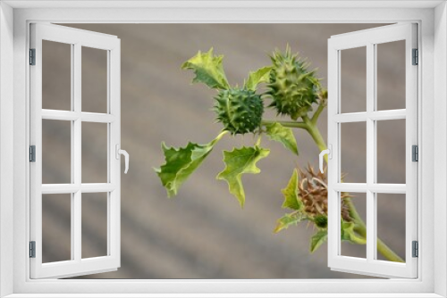 Fototapeta Naklejka Na Ścianę Okno 3D -  Planta de estramonio, datura stramonium, en otoño