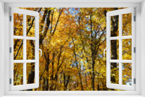 Fototapeta Naklejka Na Ścianę Okno 3D - Colorful autumn trees in a park