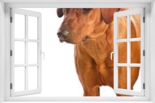 Fototapeta Naklejka Na Ścianę Okno 3D - Beautiful dog rhodesian ridgeback isolalted