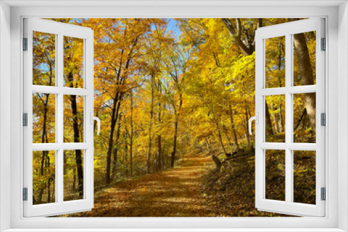 Fototapeta Naklejka Na Ścianę Okno 3D - Yellow Leaf Path Through Woods