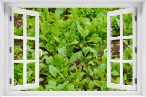 Fototapeta Naklejka Na Ścianę Okno 3D - spinach leaf at agriculture field.