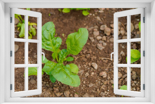 Fototapeta Naklejka Na Ścianę Okno 3D - spinach leaf at agriculture field.