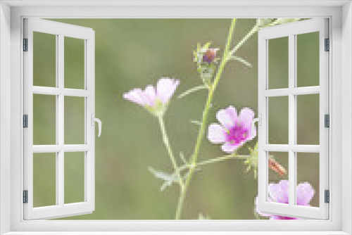 Fototapeta Naklejka Na Ścianę Okno 3D - Macrophotographie de fleur sauvage - Guimauve faux-chanvre (Althaea cannabina)