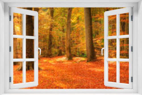 Fototapeta Naklejka Na Ścianę Okno 3D - Vibrant Autumn Fall forest landscape image