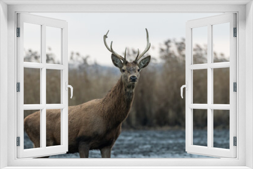 Fototapeta Naklejka Na Ścianę Okno 3D - Beautiful young male red deer with nice antler in his natural environment, Cervus elaphus, large animal in the wild, nature reserve, beautiful bull and its antlers
