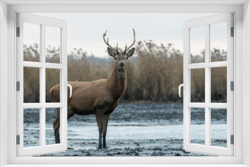 Fototapeta Naklejka Na Ścianę Okno 3D - Beautiful young male red deer with nice antler in his natural environment, Cervus elaphus, large animal in the wild, nature reserve, beautiful bull and its antlers