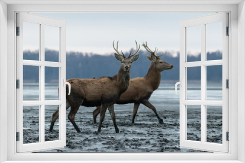 Fototapeta Naklejka Na Ścianę Okno 3D - Beautiful male red deer with nice antlers in their natural habitat, Cervus elaphus, large animals in the wild, nature reserve, beautiful bulls and their antlers