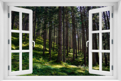 Fototapeta Naklejka Na Ścianę Okno 3D - Wald, Waldbild, Herbst, Sonne, Waldstimmung, Nadelwald