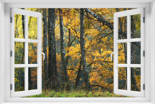 Fototapeta Naklejka Na Ścianę Okno 3D - Beautiful autumn landscape. Oak Grove Birch Forest
