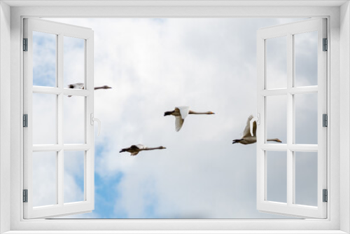 Fototapeta Naklejka Na Ścianę Okno 3D - 白鳥　群れ　飛んでいる姿