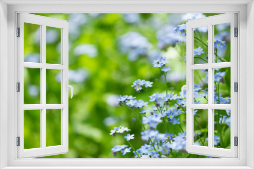Fototapeta Naklejka Na Ścianę Okno 3D - Forget-me-not flowers in a garden
